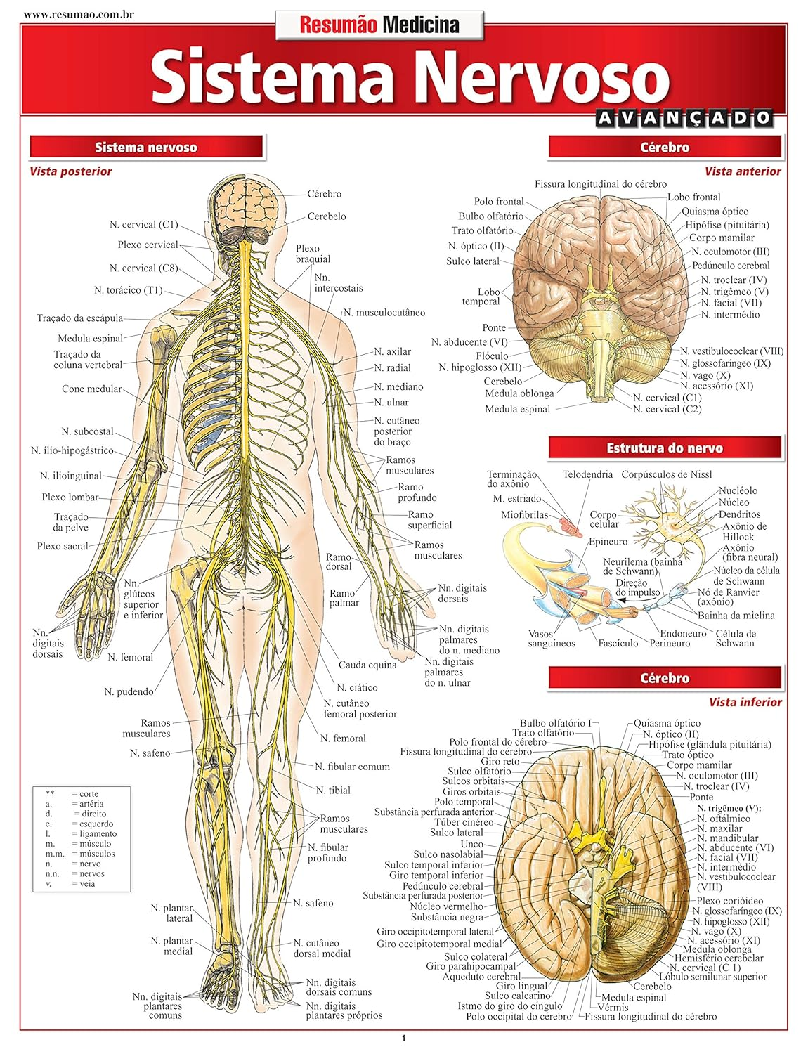 Sistema Nervoso Avançado - Vincent Pérez | Guia Anatômico Prático